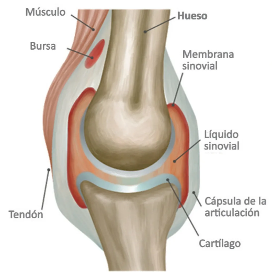 Art2 | FisioClinic Galapagar